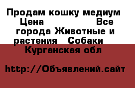 Продам кошку медиум › Цена ­ 6 000 000 - Все города Животные и растения » Собаки   . Курганская обл.